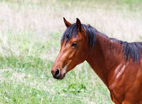 Portrait of a horse