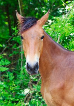 Portrait of a horse