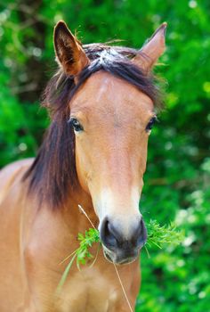 Portrait of a horse