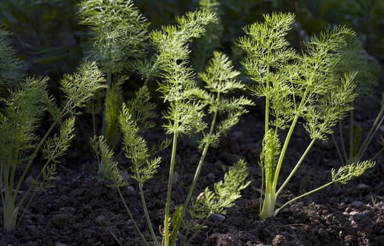 young fennel in a backyard garden in the morning sun