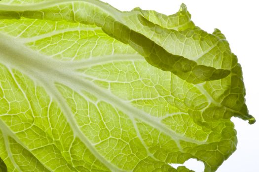 Green China Cabbage shot in backlit as food background