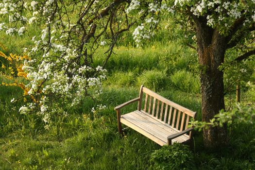 Wooden bench under blossoming pear tree