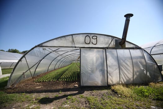 greenhouse with young spinach