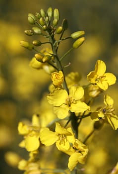 blossom of oilseed rape/canola on brownish yellow background