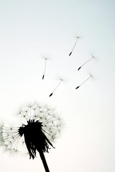 Seed of dandelion fly away from blossoming flower