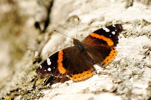 Beautiful red admiral butterfly, Vanessa atalanta, spreading its wings on the white bark of a paper birch tree.