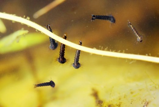 Mosquito larvae underwater in a pond, some at the surface breathing air, or laying against a twig to avoid movement.