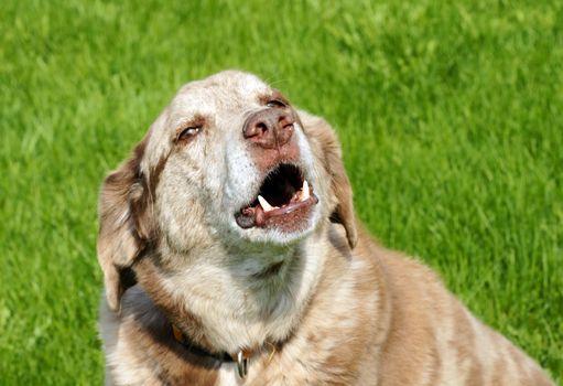 Large mixed breed dog barking, with bottom teeth showing, over grass background.