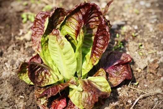 Head of red lettuce growing in the garden, organic healthy food over compost.