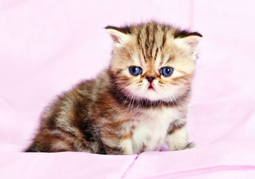 Little persian kitten