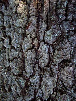 A photograph of tree bark detailing its texture and pattern.