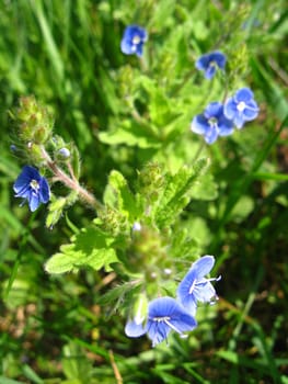 Some beautiful blue flowers in a green grass