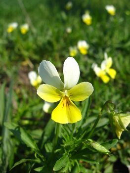 Beautiful flowers of wild pansies in the grass