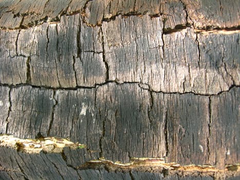 Background from a bark of a tree