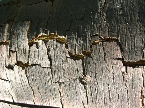 Background from a bark of a tree