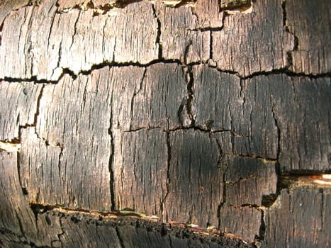 Background from a bark of a tree