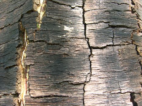 Background from a bark of a tree