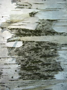 The image of the light bark of a birch