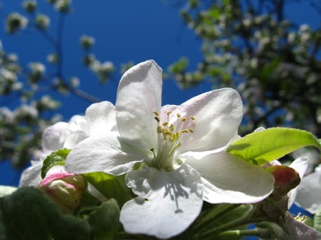 Beautiful and white flower of an apple-tree