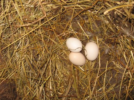 Nest of the hen with three eggs on the hay