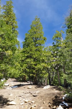 Hillside fir trees reach skyward on Mount San Jacinto in Southern California.