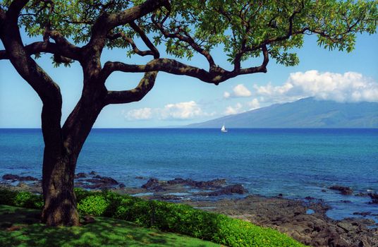 A unique tree on the island of Maui, Hawaii frames this distant view of the island of Molokai.