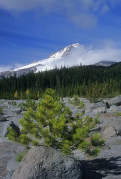 A small pine tree grows in the shadow of Mount Hood in northwest Oregon.