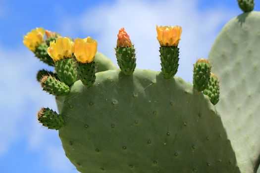 Chumbera nopal cactus plant with flowers at Santorini, Greece