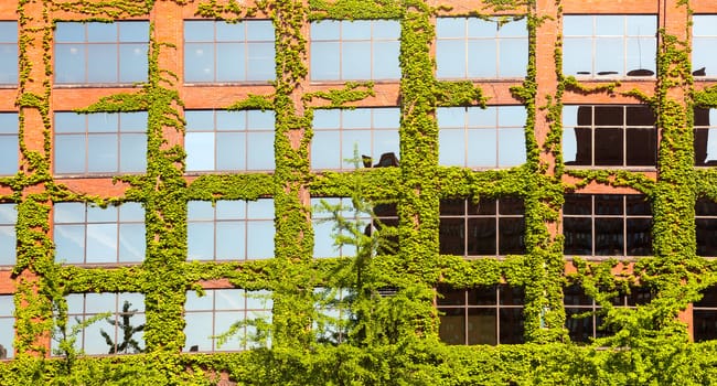 Chicago brick office with green leaves and plants growing around the windows