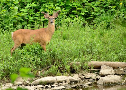 Whitetail Deer Buck in summer velvet standing at stream side.
