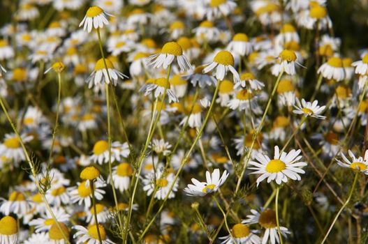 Shot of the meadow of German chamomile