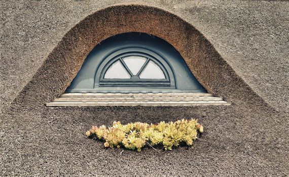 Detail of a rural Danish thatched roof with dormer and the succulent Hen and Chicks growing in front. Retro colors to reflect age and time.