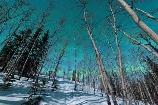 Green bands of Northern Lights or Aurora borealis or polar lights in moon-lit night sky over winter taiga boreal forest