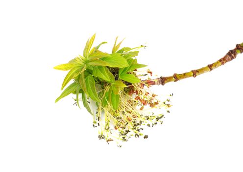 young leaves of maple on a white background