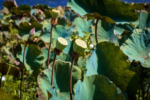 Beautiful lotus lake in Mui Ne, Vietnam