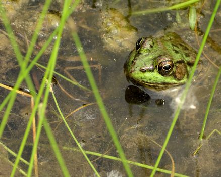 Leopard Frog sitting in a swamp waiting for prey.