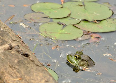 Bullfrog sitting in the water in a pond next to a log and lilly pads.