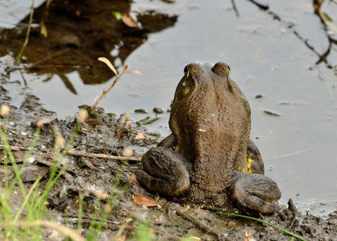 Bullfrog sitting on the shore of a pond.