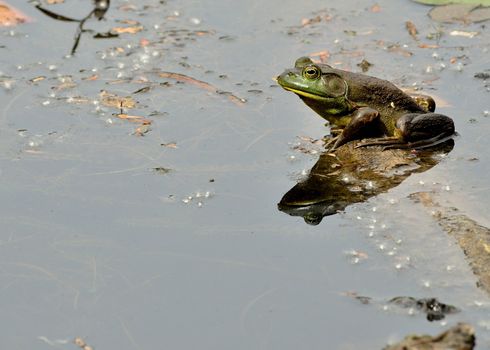 Bullfrog sitting on a log in a pond.