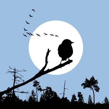 bird on branch silhouette on solar background