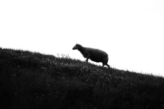 A silhouette of a sheep grazing on a hill.