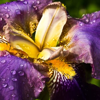 Purple German Iris or Iris germanica macro with raindrops - square image
