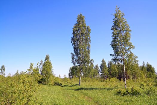 birch near rural road