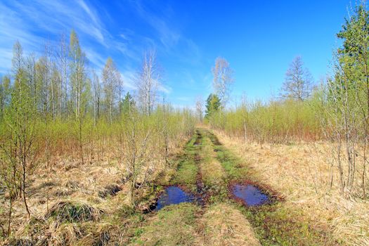 aging rural road in birch copse