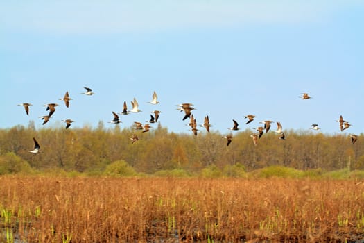 flock snipe on spring marsh