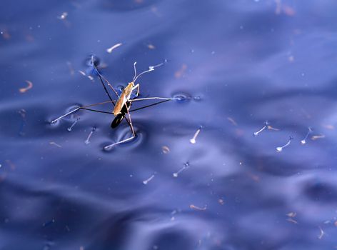 pond skater on blue water