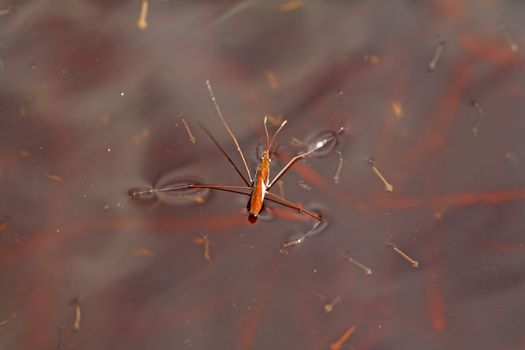 pond skater on red water