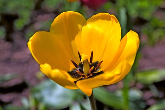 yellow tulip on vegetable background