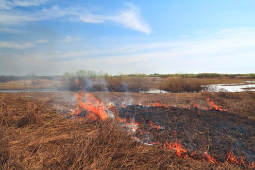 red fire on spring field in dry herb