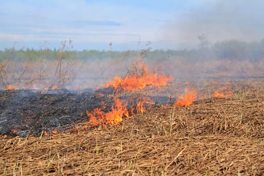 red fire in dry herb